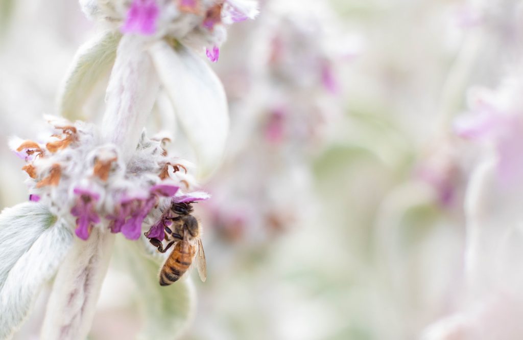 Bees and the One Health Concept